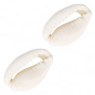 Muschel Perlen Kauri Naturel white