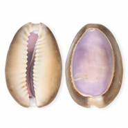 Muschel Anh&auml;nger Specials Kauri Purple-brown