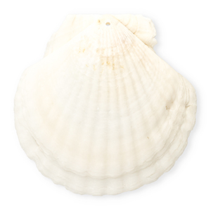 Muschel Anh&auml;nger Specials Jakobsmuschel White
